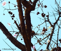 Dendrobium barbatulum