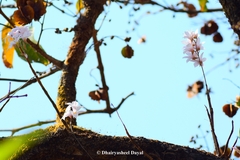 Dendrobium barbatulum