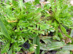 Capsella