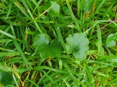 Lamium purpureum