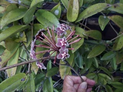 Hoya pubicalyx