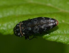 Coraebus rubi