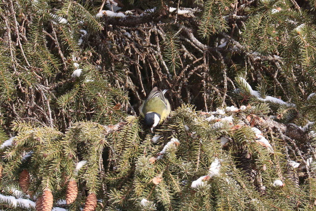 Great Tit from Дружба, Горнозаводск, Пермский край, Россия, 618820 on February 23, 2023 at 1033 AM by ekaterinaarkadevna   iNaturalist