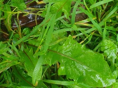 Crepis capillaris