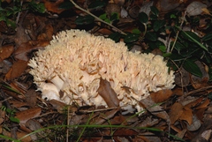 Ramaria formosa