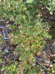 Vaccinium myrsinites