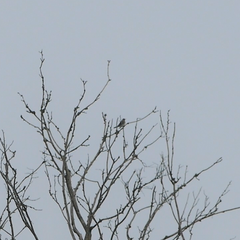 Turdus pilaris