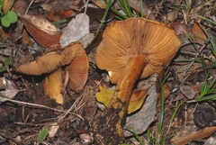 Calonarius splendificus