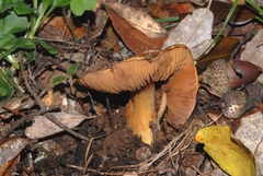 Calonarius splendificus