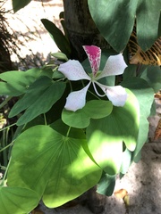 Bauhinia monandra