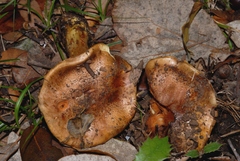 Calonarius splendificus