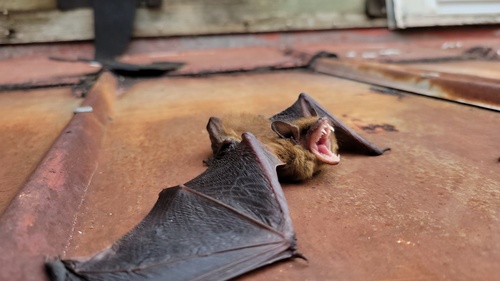 Big Brown Bat photographed in Pennsylvania