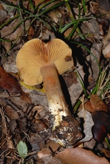 Calonarius splendificus