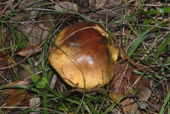 Cortinarius salmoneobasis