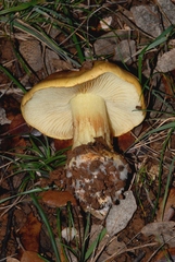 Cortinarius salmoneobasis
