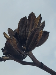 Agave chrysantha