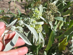 Buddleja sessiliflora