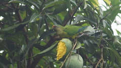 Eupsittula aurea