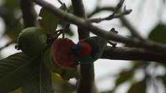 Tangara cyanocephala
