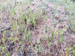 Linanthus dichotomus