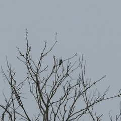 Turdus pilaris