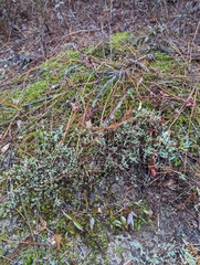 Polygonella americana
