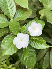 Tabernaemontana divaricata