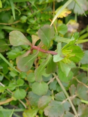 Euphorbia helioscopia