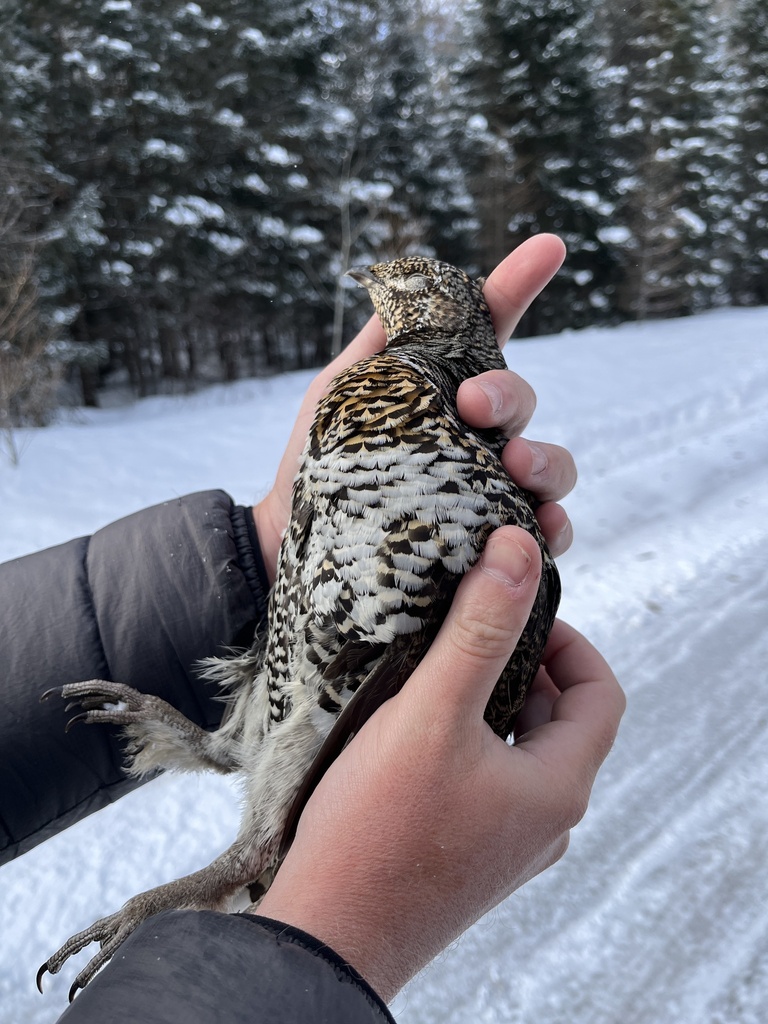 Hudsonian Spruce Grouse