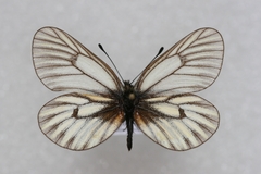 Mesapia peloria