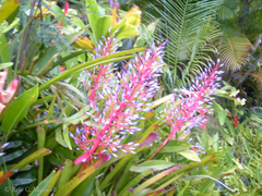 Bromelioideae
