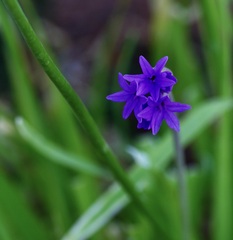 Tulbaghia violacea