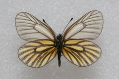 Mesapia peloria