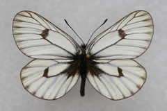 Mesapia peloria
