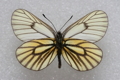 Mesapia peloria