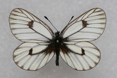 Mesapia peloria