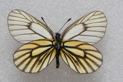 Mesapia peloria