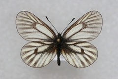 Mesapia peloria