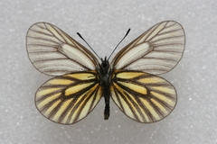 Mesapia peloria