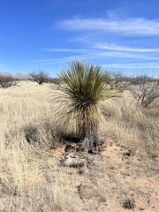 Yucca elata
