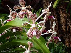 Vanda tricolor