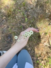 Syngonanthus flavidulus