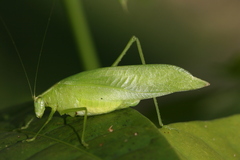 Chloroscirtus discocercus