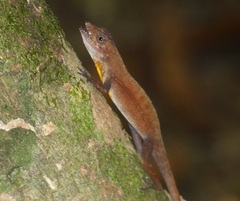 Anolis osa