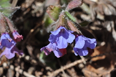 Pulmonaria officinalis