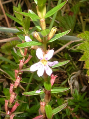 Cuphea hyssopifolia
