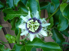 Passiflora edulis