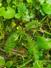 Achillea millefolium