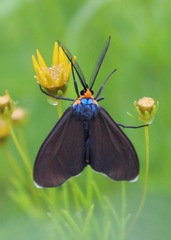 Ctenucha virginica