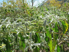 Buddleja sessiliflora